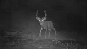 How to Hunt Deer at Night