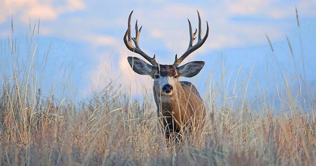Colorado is a Premier Destination for Mule Deer Hunting.