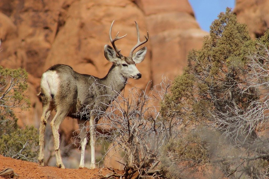 Tried and Tested Methods to Attract Mule Deer