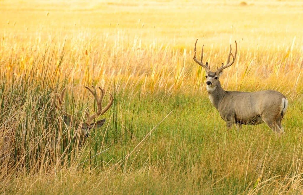 Colorado is a Premier Destination for Mule Deer Hunting