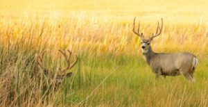 Colorado is a Premier Destination for Mule Deer Hunting