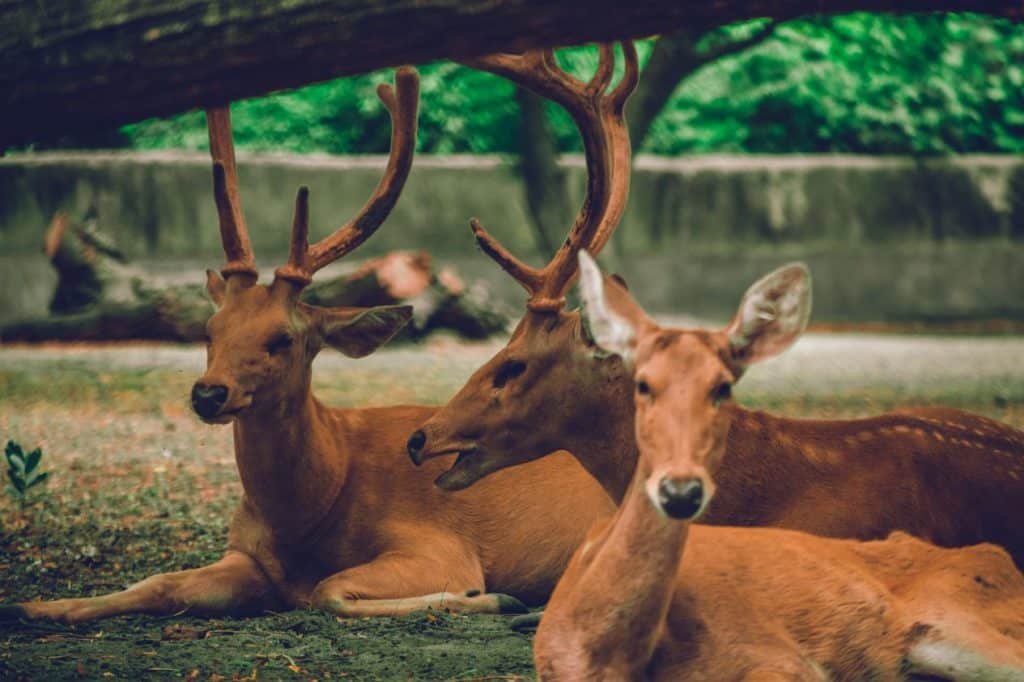 A Group of Bucks