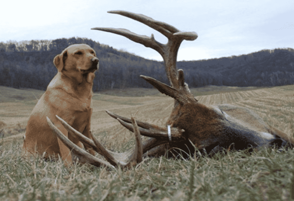 A hunter dog with a killed deer