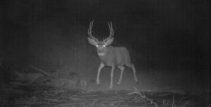 “Spotlighting” will freeze Deer in place